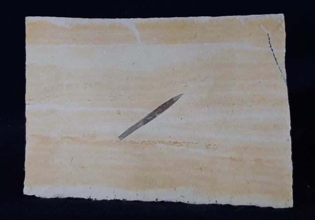 Hibolithes semisulcatus (M�NSTER 1830) - Bild &copy; FossNet FossilienStore